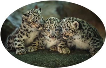 Créer une image ovale