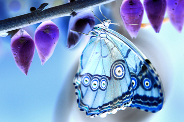 Image finale (positif-négatif)