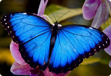 Image avec coins arrondis